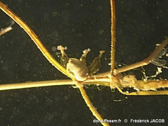 zannichellia-palustris-fjacob-20