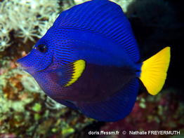 Zebrasoma_xanthurum_nafr200