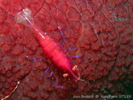 zenopontonia_rex-aps182