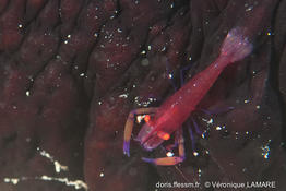 zenopontonia_rex-vl3
