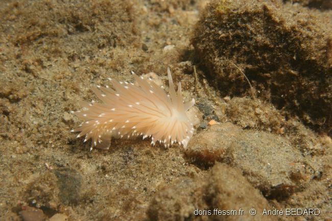 ziminella_salmonacea_ab
