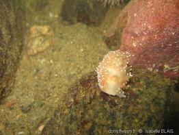 ziminella_salmonacea_ib00009