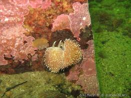ziminella_salmonacea_ib00014