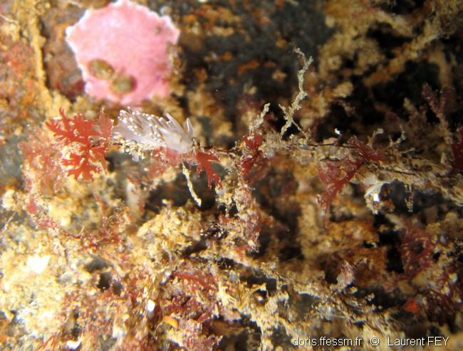 ziminella_salmonacea_lf00002
