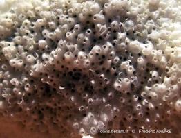 turbicellepora_coronopus-f4
