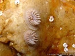 patinella_radiata-slb1