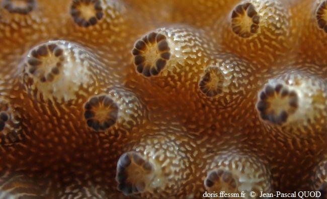 zooxanthelles_acropora_jpq_01