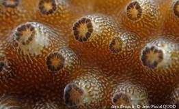 zooxanthelles_acropora_jpq_01