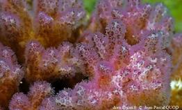 zooxanthelles_pocillopora_jpq_01