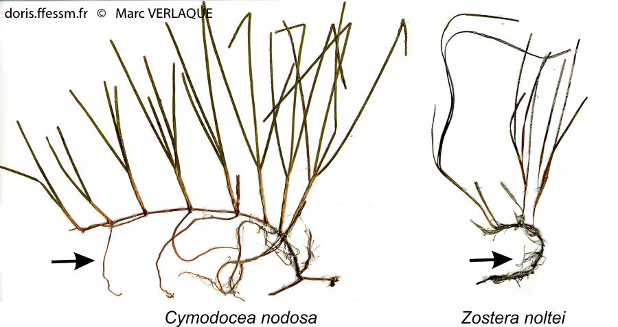 zostera_noltei-cymodocea_nodosa-herbier-mv1