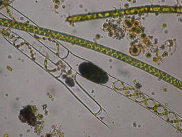 Spirogyra_sp-8