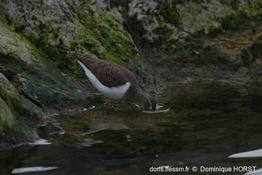 actitis_hypoleucos-dho-20