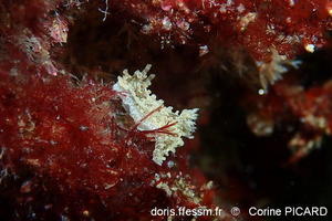 Aegires_punctilucens-cp1