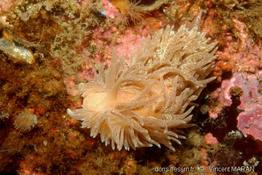 Aeolidia_papillosa_vm_01