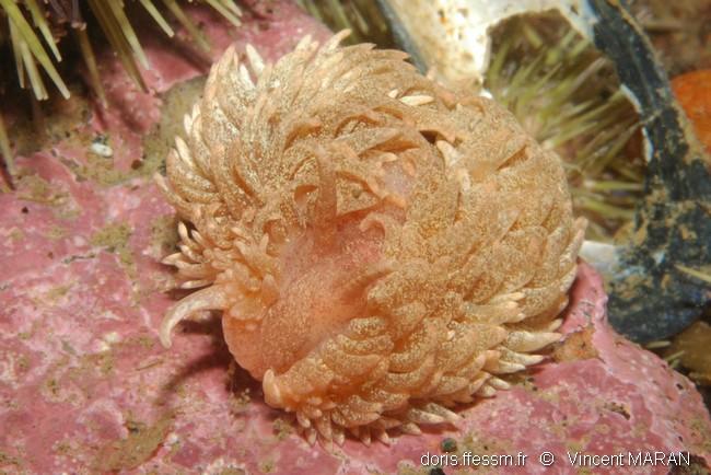 Aeolidia_papillosa_vm_03