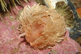 Aeolidia_papillosa_vm_03