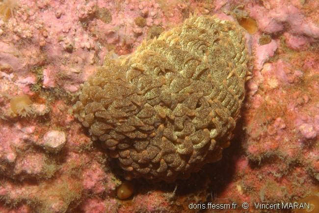 Aeolidia_papillosa_vm_03