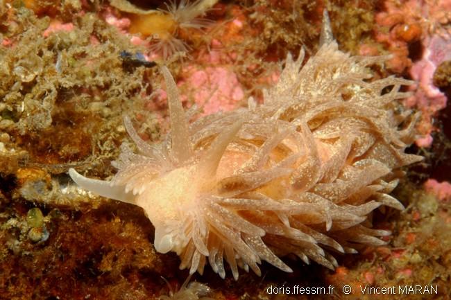 Aeolidia_papillosa_vm_2