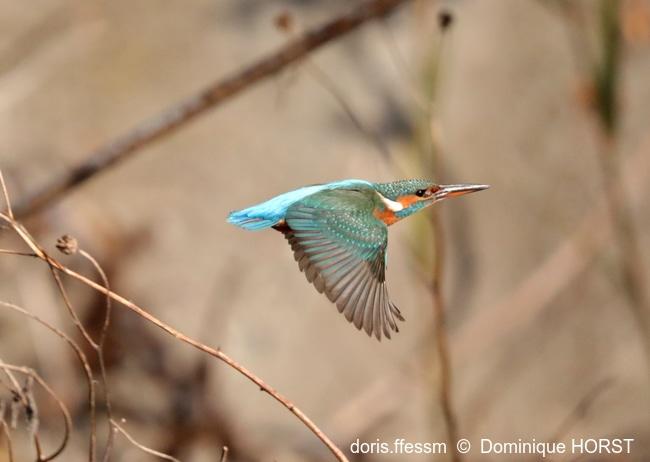 alcedo_atthis-dho-10