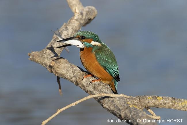 alcedo_atthis-dho-20