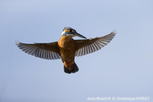 alcedo_atthis-dho-30