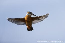 alcedo_atthis-dho-30