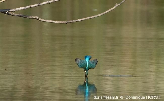 alcedo_atthis-dho-40