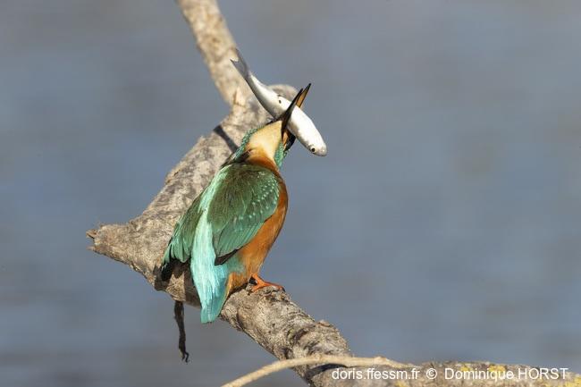 alcedo_atthis-dho-50