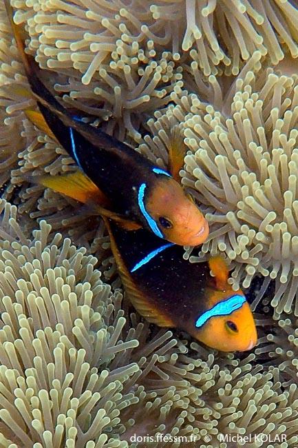 amphiprion_chrysopterus-mk1