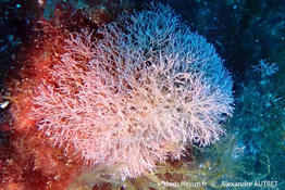 amphiroa_cryptarthrodia-aa1