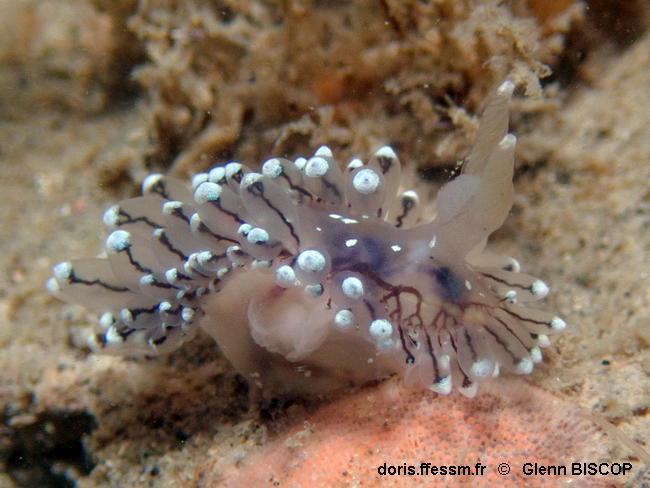 Antiopella_cristata-glbi645