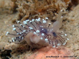 Antiopella_cristata-glbi645