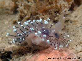 Antiopella_cristata-glbi645