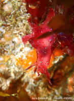 aplysia_parvula-fa13