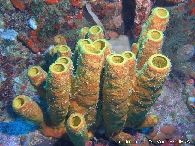 aplysina_fistularis_mreq