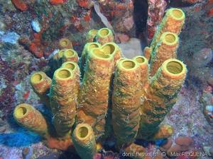 aplysina_fistularis_mreq