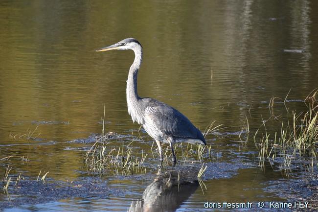 ardea_herodias-kf1