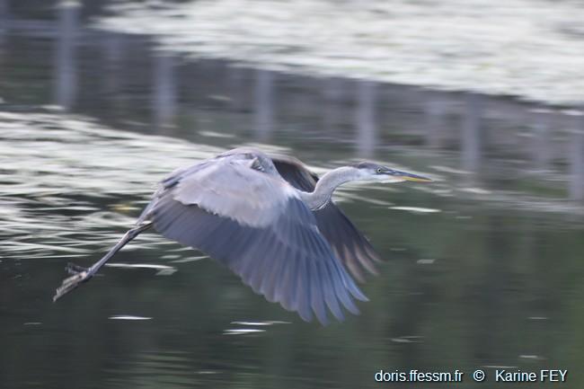 ardea_herodias-kf10