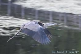 ardea_herodias-kf10