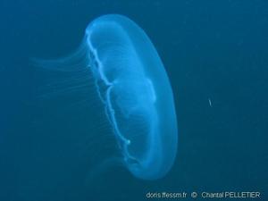 Aurelia_spp_cp-01
