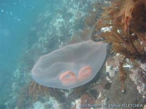 Aurelia_spp_dt_01