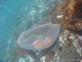 Aurelia_spp_dt_01
