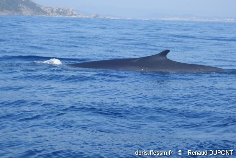 Balaenoptera Physalus DORIS Balaenoptera Physalus DORIS