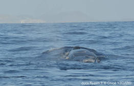 Balaenoptera_edeni-cy3