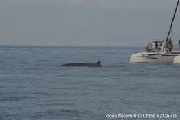Balaenoptera_edeni-cy5