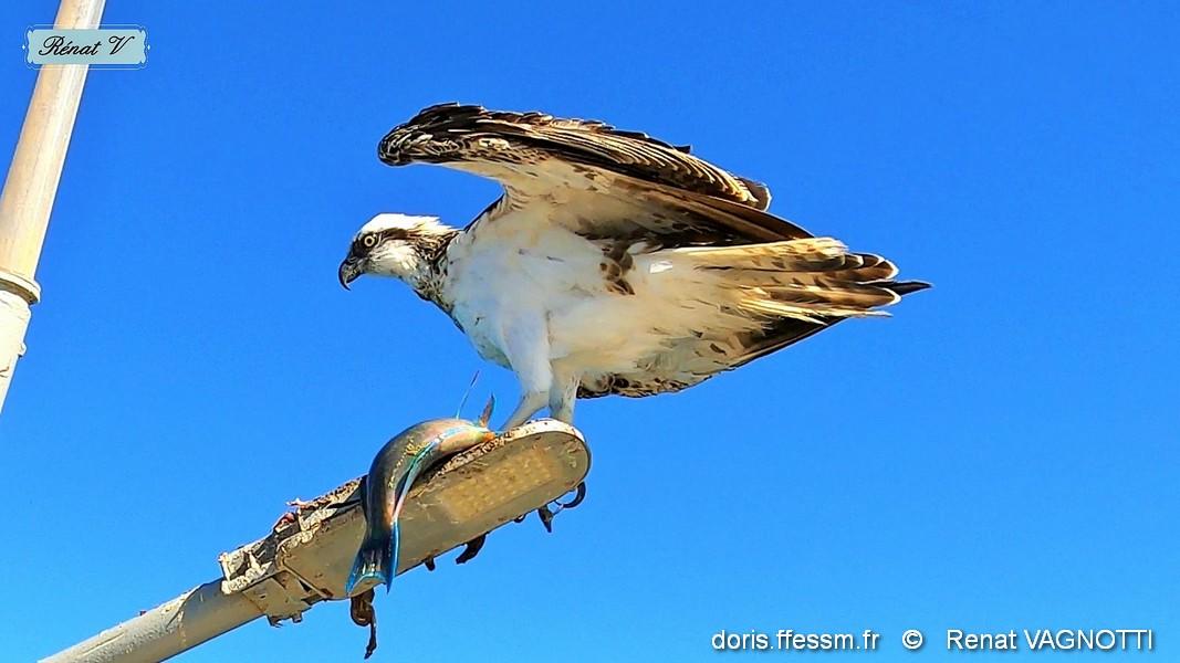 balbuzard pecheur Renat Vagnotti1.jpg