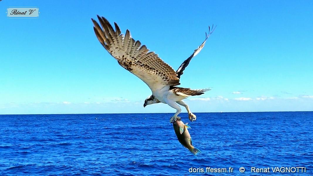 balbuzard pecheur Renat Vagnotti2.jpg