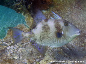 Balistes_capriscus-pape012025