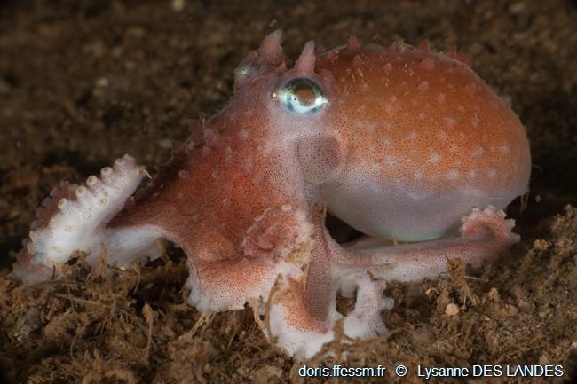 bathypolypus_bairdii_ldl01