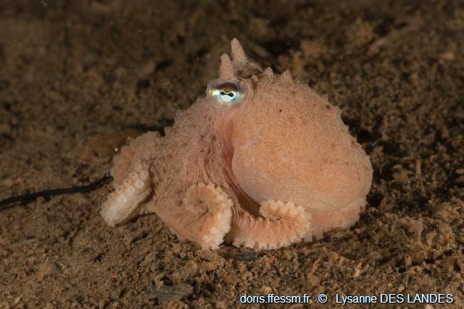 bathypolypus_bairdii_ldl02